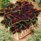 Red Coleus Foliage Plant Coleus Red Kong Flower 20 Seeds Fresh Seeds