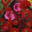 Red Flower Red Shades WildFlower Mix 5000 Seeds Fresh Seeds