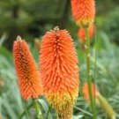 Red Hot Poker Kniphofia Uvaria Flower 2000 Seeds Fresh Seeds