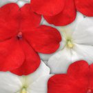 Red White Impatiens Mix 100 Seeds Fresh Seeds