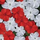 Red White Impatiens Mix 200 Seeds Fresh Seeds