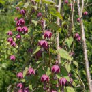 Rhodociton Atrosanguineus Purple Bell Vine Flower 25 Seeds Fresh Seeds
