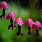 Rhodociton Atrosanguineus Purple Bell Vine Flower 50 Seeds Fresh Seeds