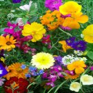 Rock Garden Annual Flower 10000 Seeds Fresh Seeds