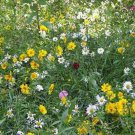 Rock Garden Perennial Wild Flower Mix 10000 Seeds Fresh Seeds