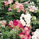 Rosa Chinensis China Rose Flower 200 Seeds Fresh Seeds