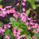 Rose Forget Me Not Myosotis Flower 10000 Seeds Fresh Seeds