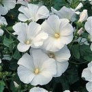 Rose Mallow Lavatera Trimestris Mont Blanc Flower 2000 Seeds Fresh Seeds