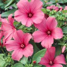 Rose Mallow Lavatera Trimestris Tanagra Flower 1000 Seeds Fresh Seeds