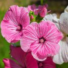 Rose Mallow Lavatera Trimestris Flower Mix 2000 Seeds Fresh Seeds
