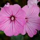 Rose Mallow Lavatera Trimestris Loveliness Flower 1000 Seeds Fresh Seeds