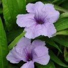 Ruellia Blue Mexican Petunia Garden Flower Plant 10 Seeds Fresh Seeds
