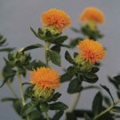 SafFlower Orange Carthamus Flower 200 Seeds Fresh Seeds