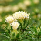 SafFlower White Safflower Flower 200 Seeds Fresh Seeds
