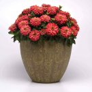Salmon Zinnia Plants From Flower 100 Seeds Fresh Seeds