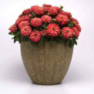 Salmon Zinnia Plants From Flower 50 Seeds Fresh Seeds