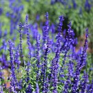 Salvia Farinacea Blue Sage WildFlower 5000 Seeds Fresh Seeds
