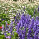 Salvia Farinacea Mealycup Sage Blue Garden Plant 1000 Seeds Fresh Seeds