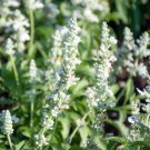 Salvia Mealycup Sage White Plants Grown From Flower 1000 Seeds Fresh Seeds