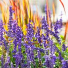 Salvia Salvia Farinacea Blue Flower 2000 Seeds Fresh Seeds