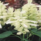 Salvia Salvia White Swan Flower 1000 Seeds Fresh Seeds