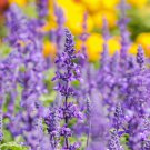Salvia Meadow Clary Salvia Pratensis Flower 2000 Seeds Fresh Seeds