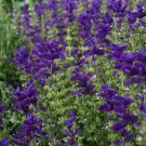 Salvia Salvia Horminum Blue Monday Flower 2000 Seeds Fresh Seeds