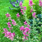 Salvia Salvia Pink Sunday Flower 1000 Seeds Fresh Seeds