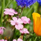 Saponaria Pink Soapwort Flower 2000 Seeds Fresh Seeds