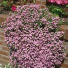 Saponaria Rock Soapwort Flower 10000 Seeds Fresh Seeds