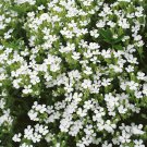 Saponaria White Soapwort Flower 2000 Seeds Fresh Seeds