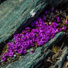 Saxifraga Purple Robe Ground Cover 4000 Seeds Fresh Seeds