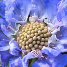 Scabiosa Blue Pincushion Garden Flower Plant 200 Seeds Fresh Seeds