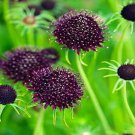 Scabiosa Purple Pincushion Garden Flower Plant 400 Seeds Fresh Seeds