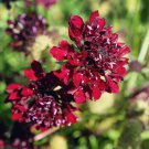 Scabiosa Red Pincushion Garden Flower Plant For Xeriscaping 200 Seeds Fresh Seeds