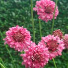 Scabiosa Rose Pincushion Garden Flower Plant 200 Seeds Fresh Seeds