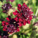 Scabiosa Red Pincushion Flower 400 Seeds Fresh Seeds