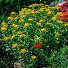 Sedum Aizoon Fei Cai Ground Cover 2000 Seeds Fresh Seeds
