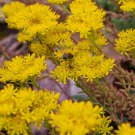 Sedum Ellacombianum Yellow Stonecrop Ground Cover 2000 Seeds Fresh Seeds