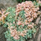 Sedum Hispanicum Spanish Stonecrop Ground Cover 2000 Seeds Fresh Seeds