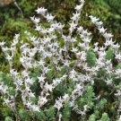 Sedum Oktoberfest Sedum Acre Oktoberfest Ground Cover 2000 Seeds Fresh Seeds
