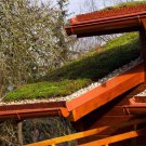 Sedum Sedum Roof Garden Mix 10000 Seeds Fresh Seeds