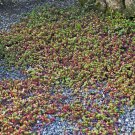 Sedum Stoloniferum Stolon Stonecrop Ground Cover 2000 Seeds Fresh Seeds