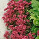 Sedum Summer Glory Sedum Spurium Stonecrop Ground Cover 2000 Seeds Fresh Seeds