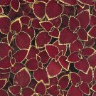 For Coleus Wizard Scarlet From Outsidepride 200 Seeds Fresh Seeds