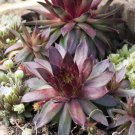 Sempervivum Hens And Chicks Ground Cover 2000 Seeds Fresh Seeds