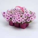 Shock Wave Pink Veined Spreading Petunia Flower 30 Seeds Fresh Seeds