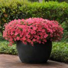 Shock Wave Spreading Coral Crush Petunia Flower 30 Seeds Fresh Seeds