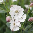 Silene Silene Pendula Nodding Catchfly Flower 10000 Seeds Fresh Seeds