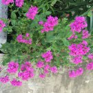 Silene Silene Pendula Triumph Rose Flower 10000 Seeds Fresh Seeds